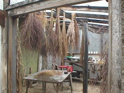 Wild grasses dry in greenhouse